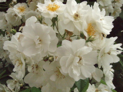 f:id:bluemoonbell:20090528104522j:image f:id:bluemoonbell:20090528104522j:image