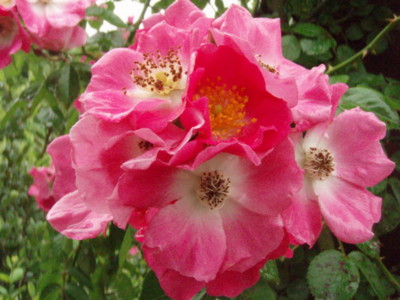 f:id:bluemoonbell:20090528104542j:image f:id:bluemoonbell:20090528104542j:image