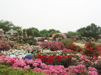 f:id:bluemoonbell:20090528110751j:image f:id:bluemoonbell:20090528110751j:image
