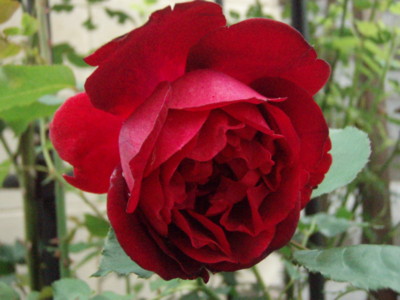 f:id:bluemoonbell:20090529165214j:image