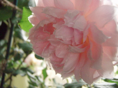 f:id:bluemoonbell:20090530155109j:image