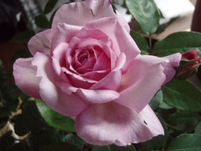 20090531055454