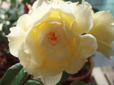 f:id:bluemoonbell:20090531055643j:image