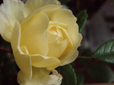 f:id:bluemoonbell:20090531055701j:image