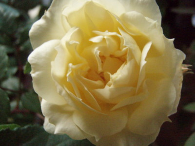 f:id:bluemoonbell:20090531055717j:image