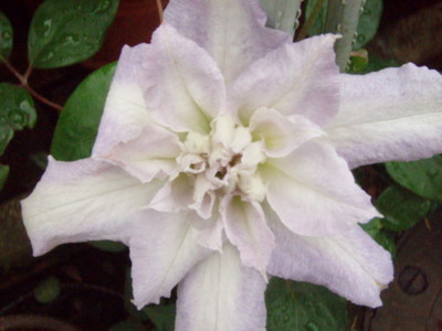 20090531083130
