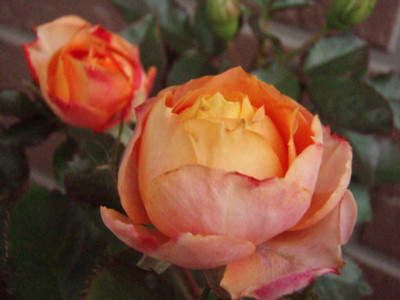 f:id:bluemoonbell:20090609172404j:image