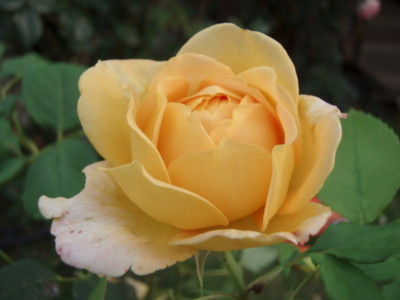 20090613060831