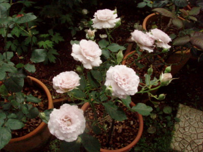 20090613061049