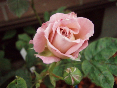 f:id:bluemoonbell:20090614070512j:image