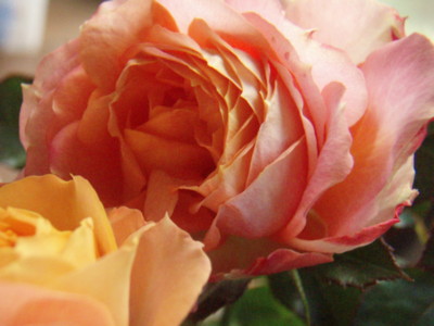 f:id:bluemoonbell:20090614122647j:image