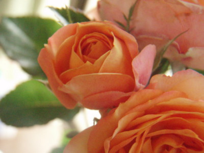 f:id:bluemoonbell:20090614122703j:image