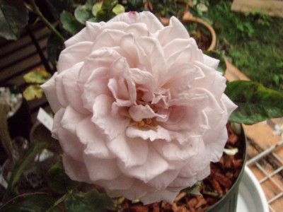 f:id:bluemoonbell:20090617065201j:image