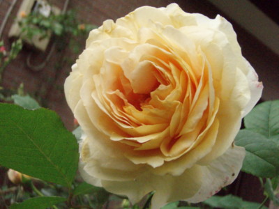 20090618060113