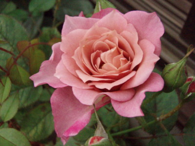 f:id:bluemoonbell:20090620052109j:image