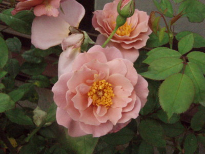 f:id:bluemoonbell:20090623063257j:image