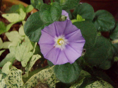 20090626113121