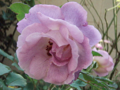 20090629080002