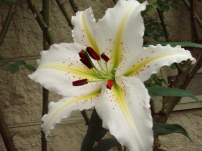 f:id:bluemoonbell:20090705082110j:image