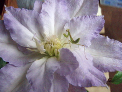 f:id:bluemoonbell:20090709080357j:image