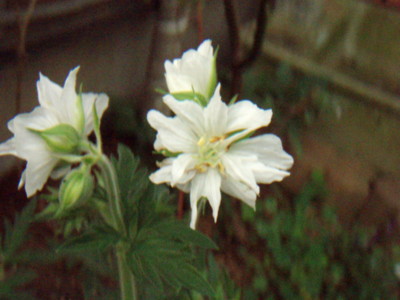 f:id:bluemoonbell:20090711062806j:image