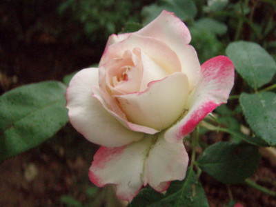 20090721064811