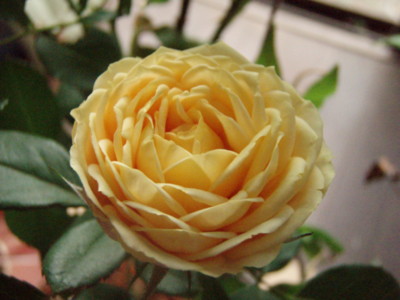 20090729052050