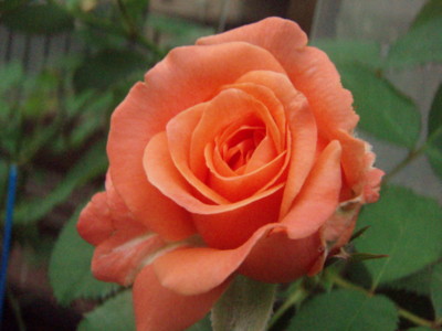 20090801080052