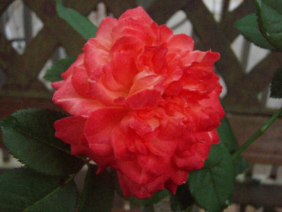 20090804054848