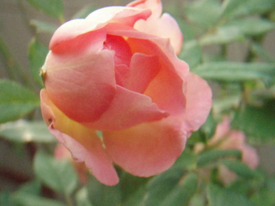 20090817055932