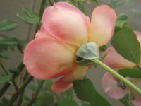 f:id:bluemoonbell:20090817055943j:image