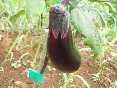 f:id:bluemoonbell:20090824073546j:image f:id:bluemoonbell:20090824073546j:image