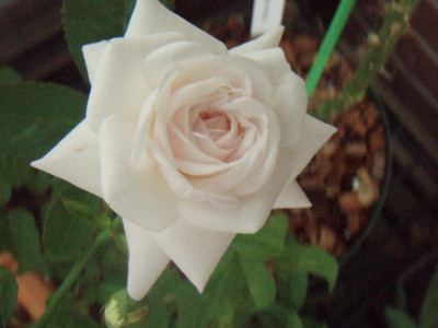 20090908104146
