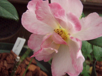 f:id:bluemoonbell:20090909140534j:image