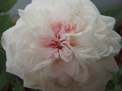 f:id:bluemoonbell:20090911071826j:image