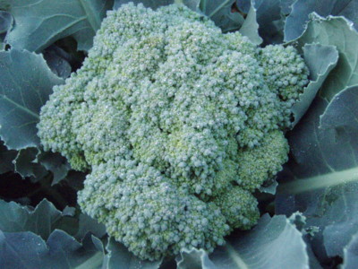 f:id:bluemoonbell:20090917055705j:image f:id:bluemoonbell:20090917055705j:image