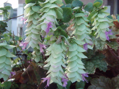 f:id:bluemoonbell:20090920071500j:image f:id:bluemoonbell:20090920071500j:image