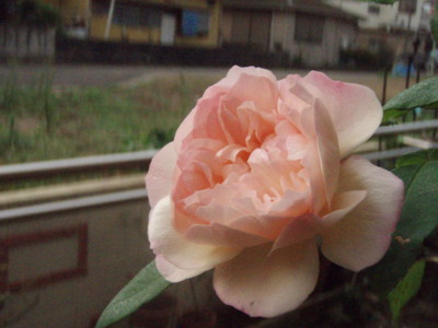 f:id:bluemoonbell:20090927062009j:image