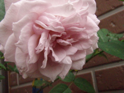 f:id:bluemoonbell:20091001075606j:image