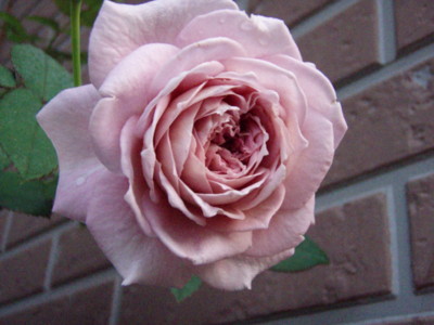 f:id:bluemoonbell:20091004055501j:image
