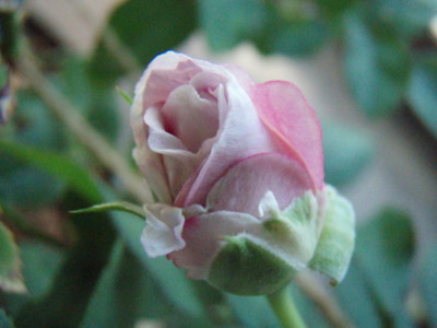 f:id:bluemoonbell:20091008070937j:image