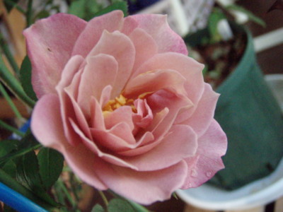 f:id:bluemoonbell:20091008070947j:image