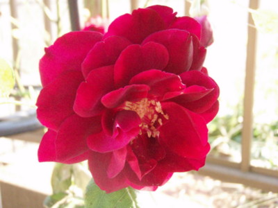 f:id:bluemoonbell:20091013142114j:image