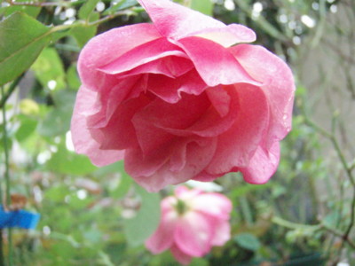 f:id:bluemoonbell:20091018061711j:image