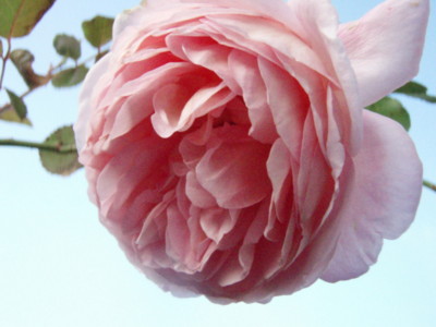 f:id:bluemoonbell:20091021062759j:image