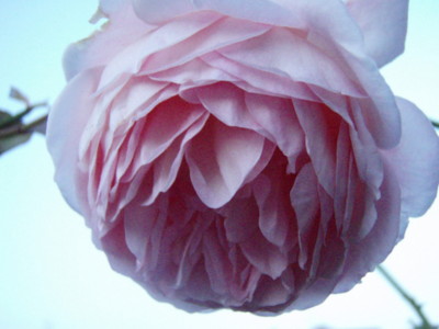 f:id:bluemoonbell:20091022060250j:image