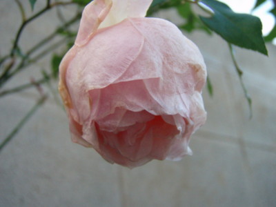 f:id:bluemoonbell:20091027062240j:image