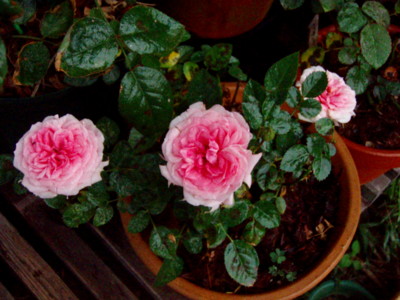 f:id:bluemoonbell:20091029060000j:image