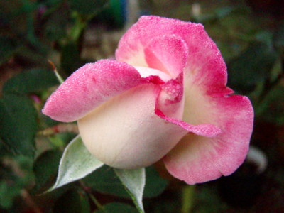 f:id:bluemoonbell:20091029060214j:image