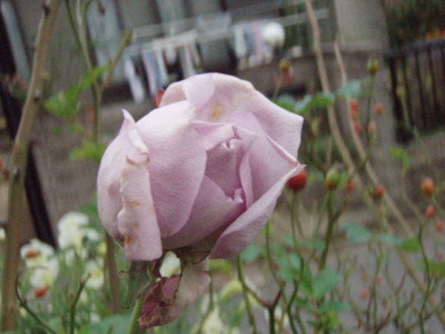 f:id:bluemoonbell:20091029132603j:image